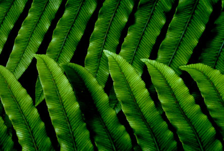 Green Leaf Pattern