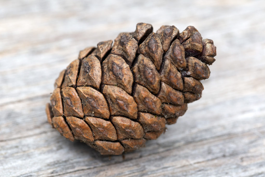 Free stock image of Pine Cone on Wood