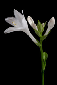 White Flower Close Up