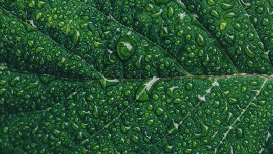 Water Drops Leaf