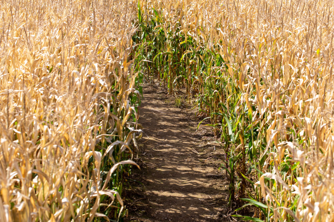 Free stock image of Corn Field Path