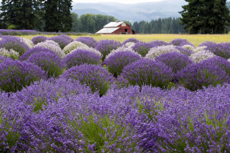 Barn Landscape