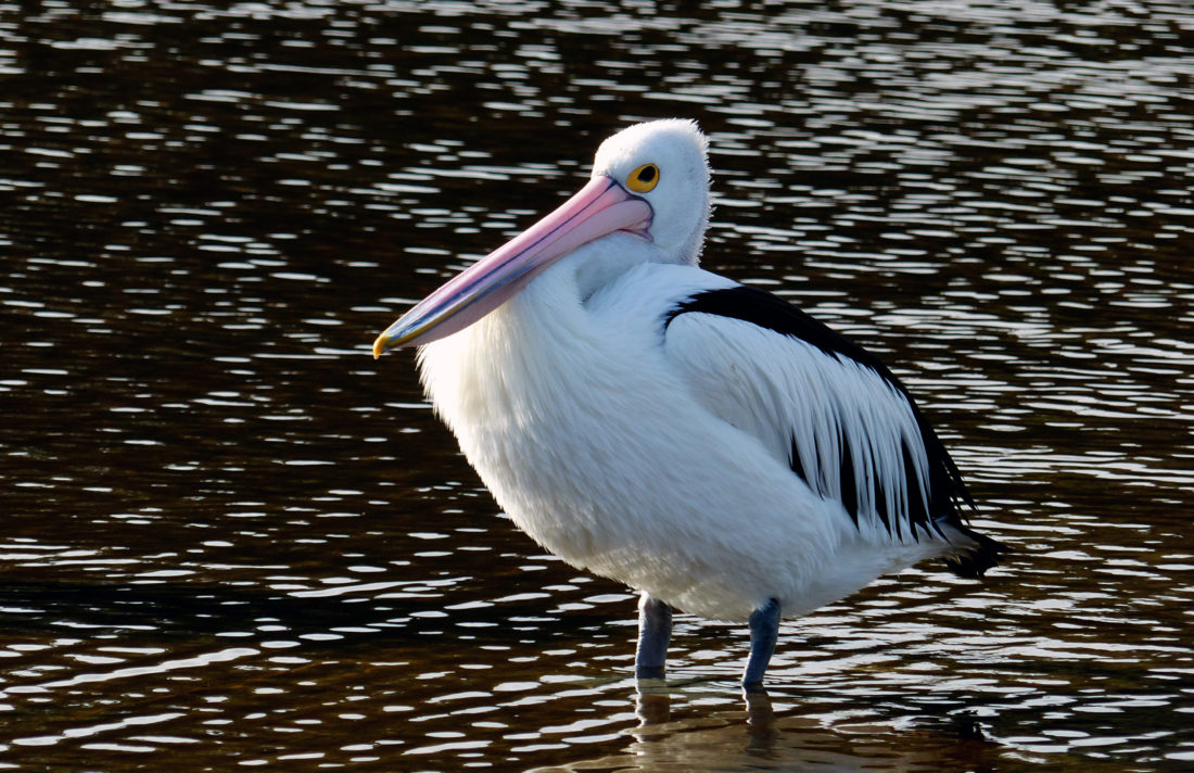 Free stock image of Pelican in Water