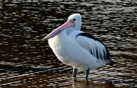 Pelican in Water