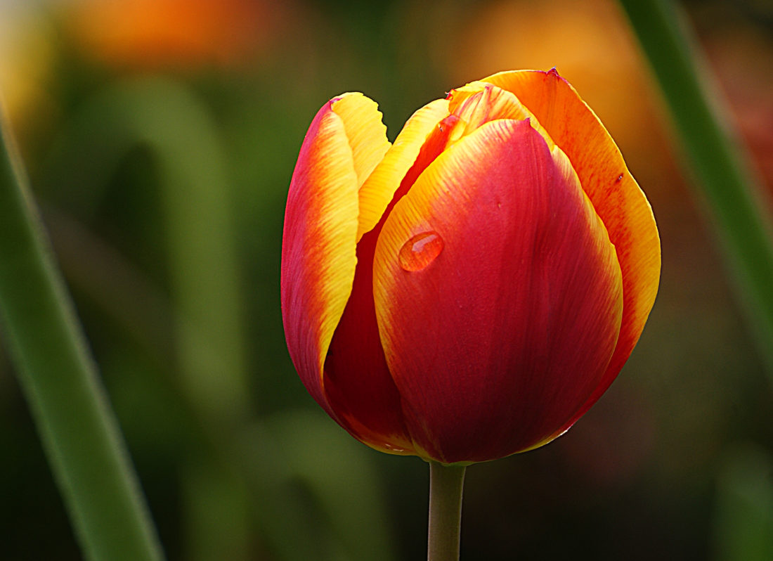 Free stock image of Tulip Flower Macro