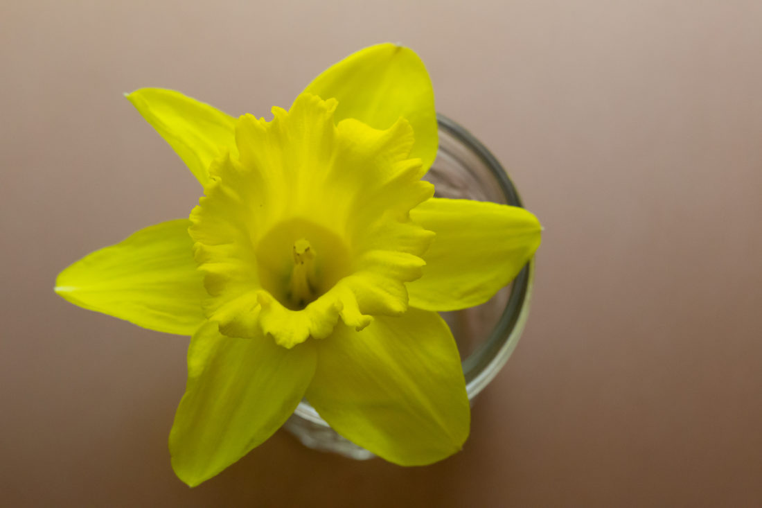 Free stock image of Yellow Flower Flat lay