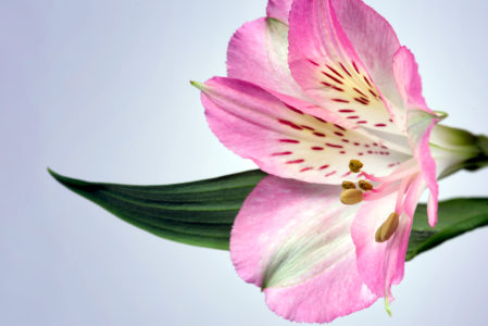 Macro Flower Petals