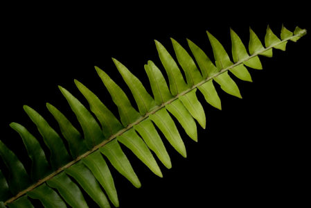 Plant Fern Isolated