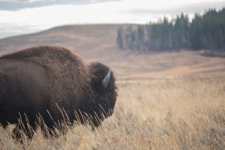 Bison Wildlife