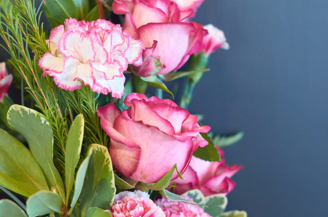 Free stock image of Pink Roses Macro