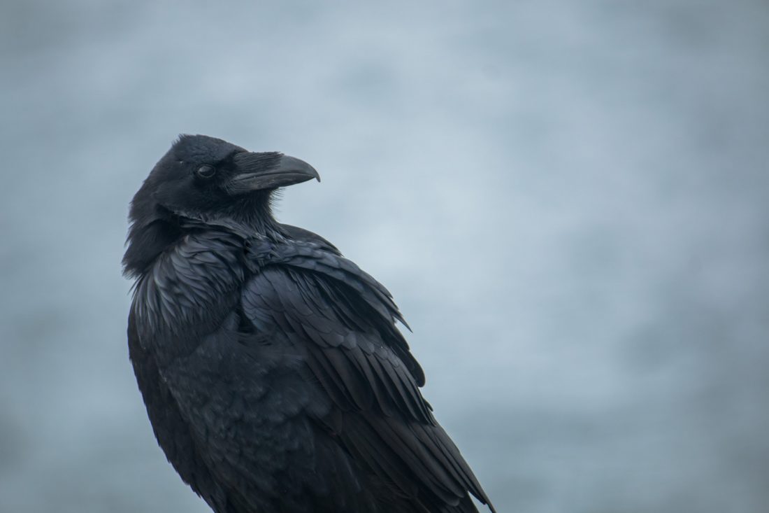 Raven Bird Close Up