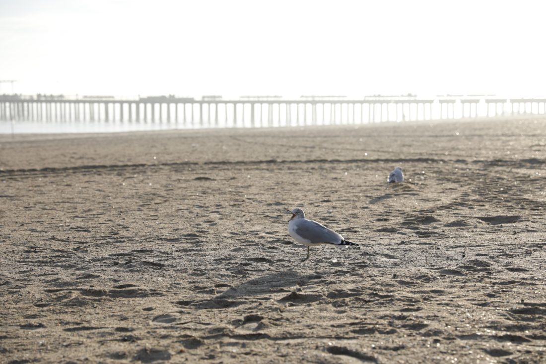Free stock image of Seagulls on Beach