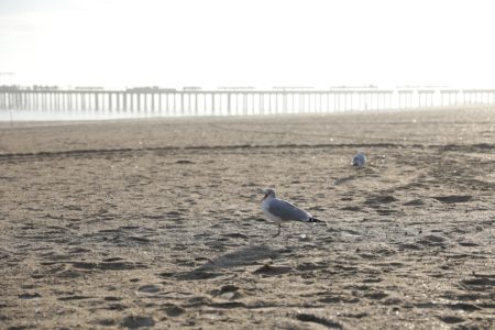 Seagulls on Beach