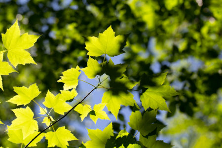 Leaf Pattern