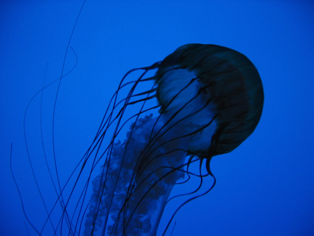 Free stock image of Jellyfish Blue