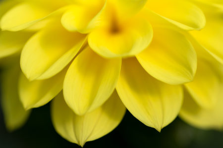 Macro Yellow Flower