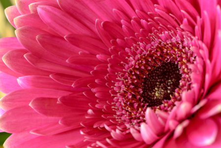 Pink Flower Macro