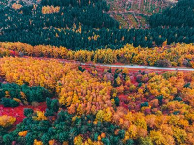 Foliage Aerial