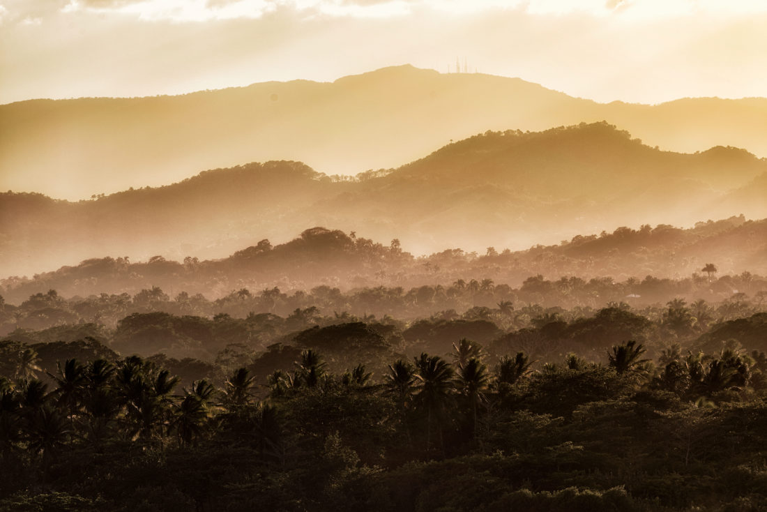 Tropical Mountain Forest