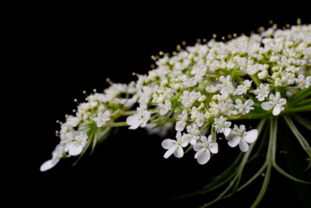 Isolated Flowers Black