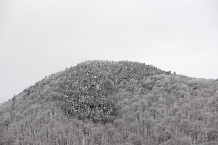 Forest Mountain Fog