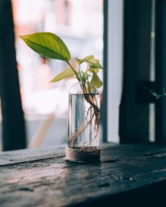 Vase Plant Window