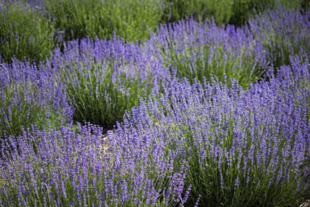 Flower Field