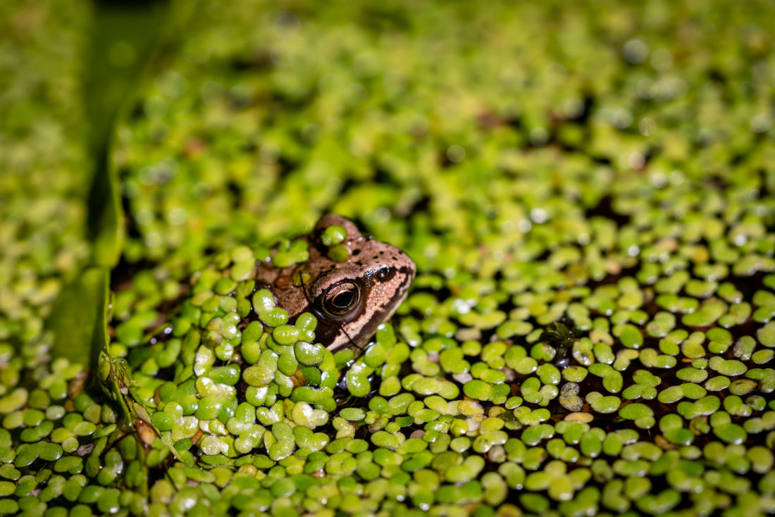 Free stock image of Frog Green Wild