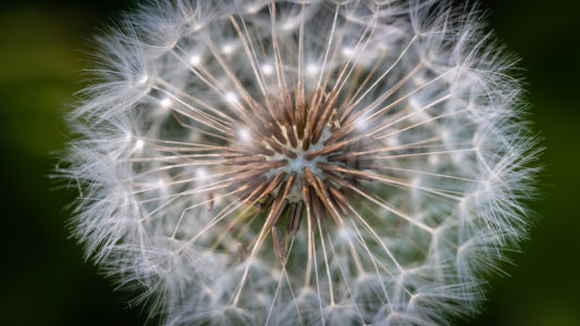 Dandelion Macro