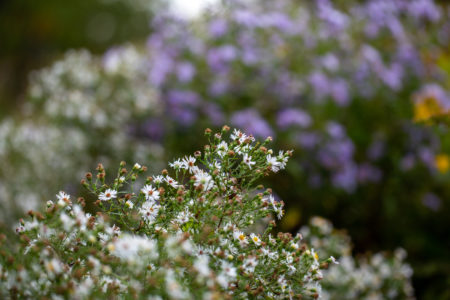 Small Flowers Background