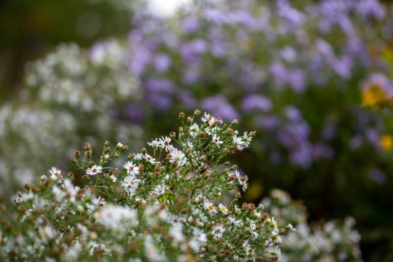 Small Flowers Background Royalty-Free Stock Photo