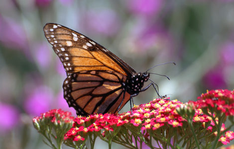 Butterfly Insect