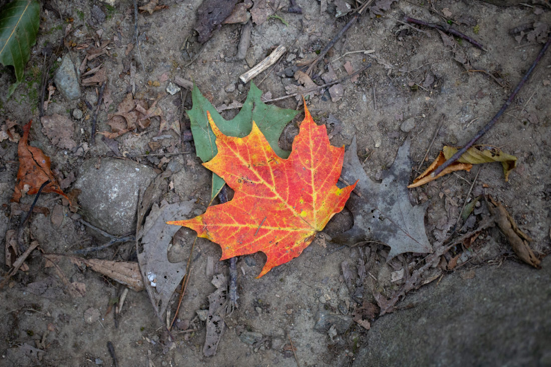 Free stock image of Fall Leaf Colorful