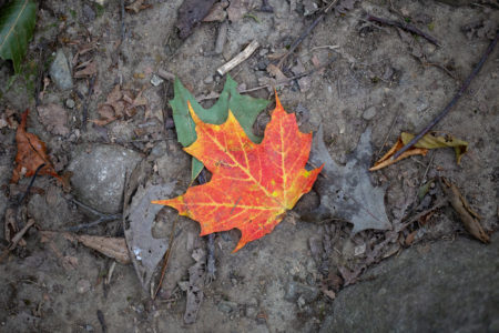 Fall Leaf Colorful