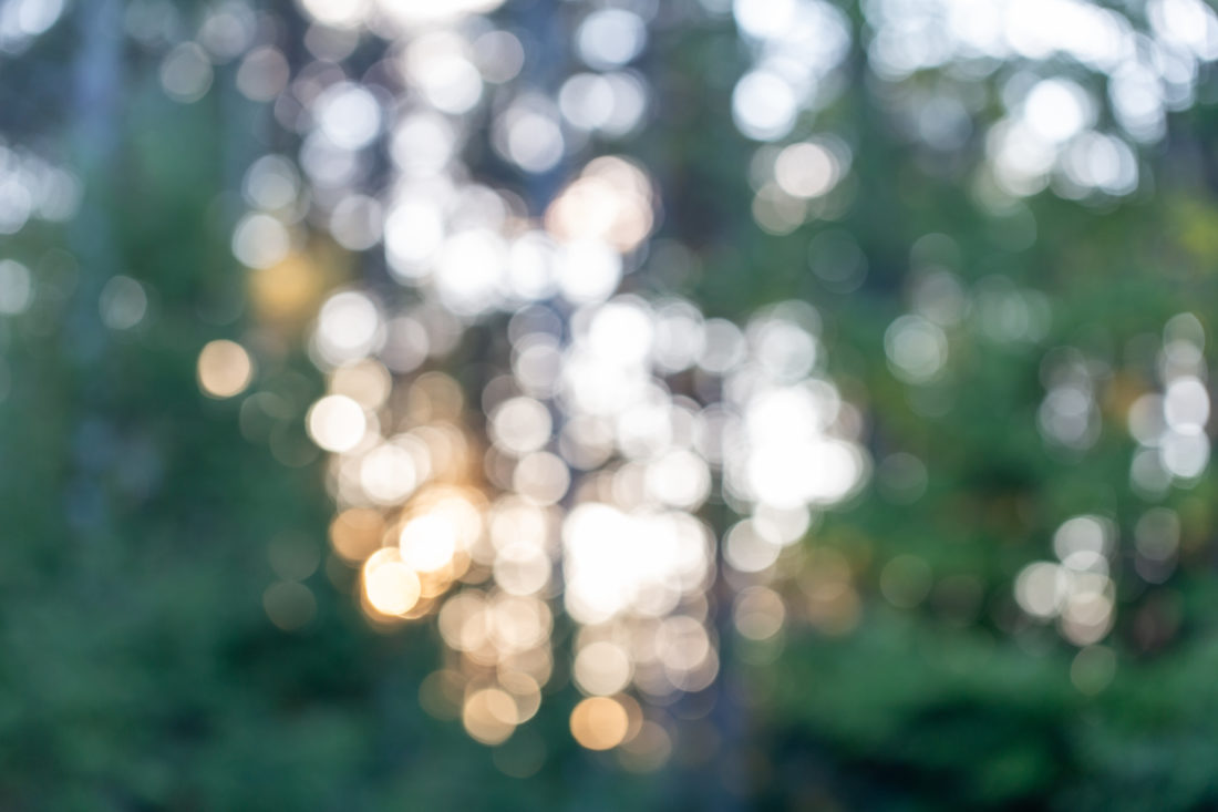 Free stock image of Forest Bokeh