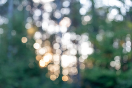 Forest Bokeh