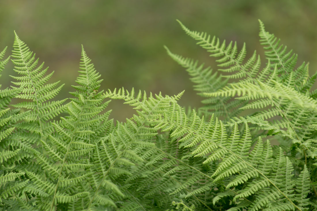 Green Ferns - Free Virtual Backgrounds