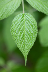 Macro Plant Leaf