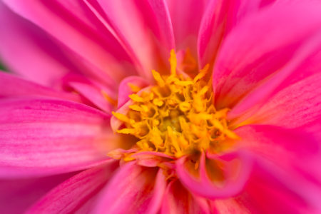 Flower Macro