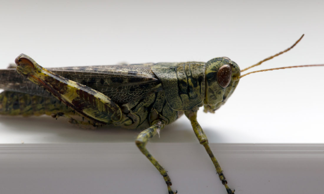 Free stock image of Grasshopper Macro