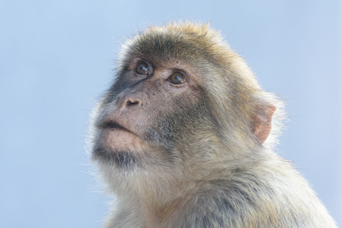 Free stock image of Monkey Portrait