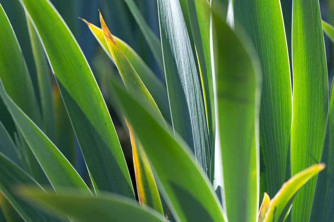 Free stock image of Plants Sun Green