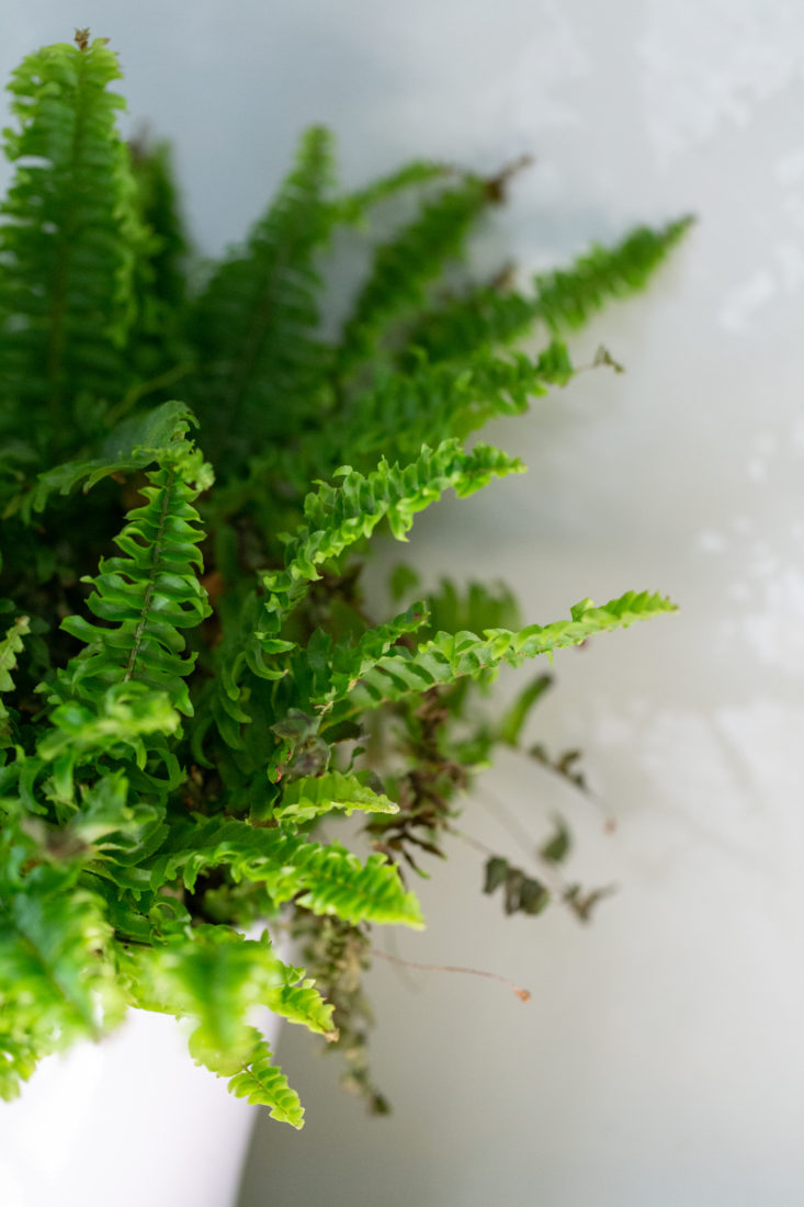 Free stock image of House Plant Fern