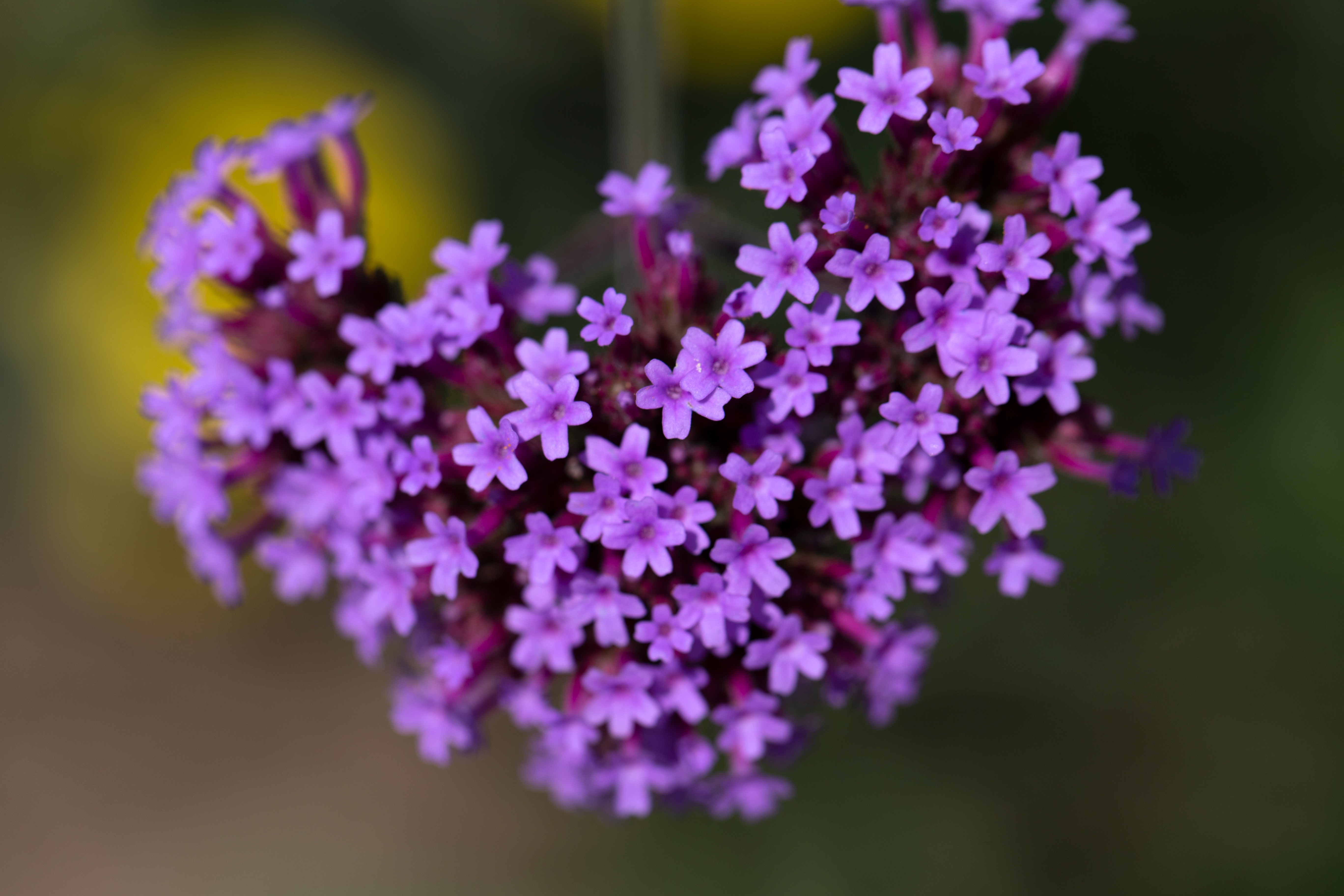 Purple Flowers Free Stock Photo - ISO Republic