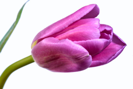 Single Pink Tulip