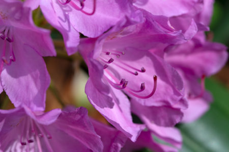 Flower Macro Spring