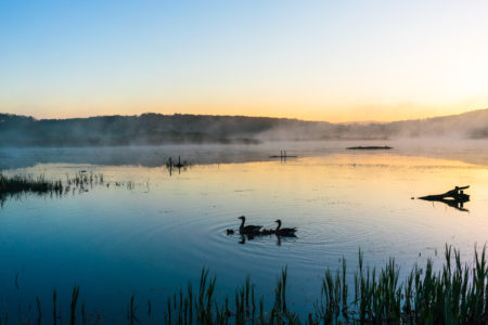 Lake Swans