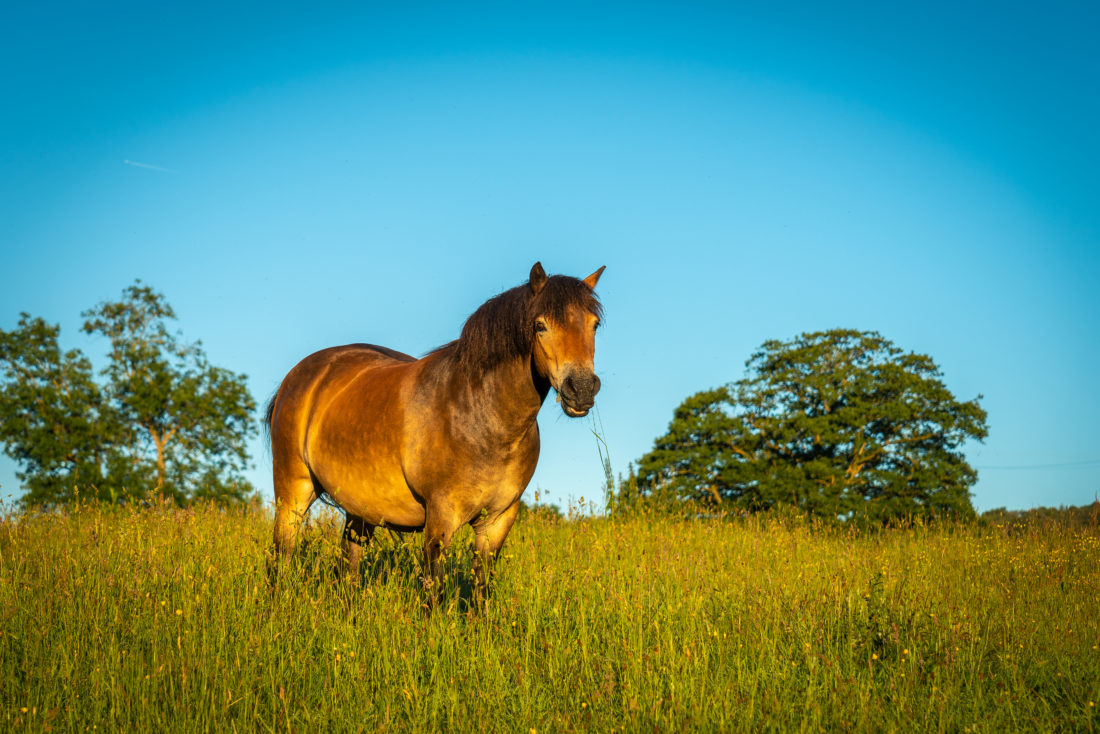 Free stock image of Horse Pasture