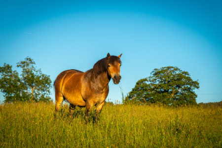 Horse Pasture