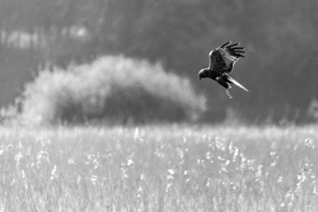 Bird Diving